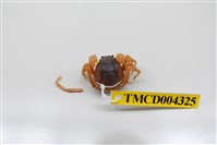 藏品(短指和尚蟹)的圖片